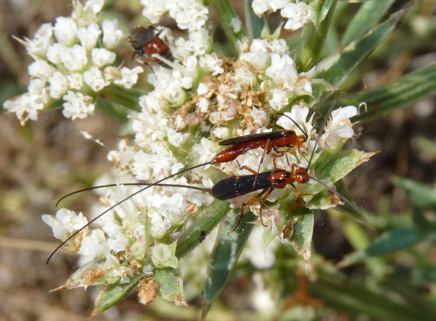 Piccoli Braconidae